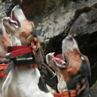 Pres Blog Is Your Vet Anti Banner